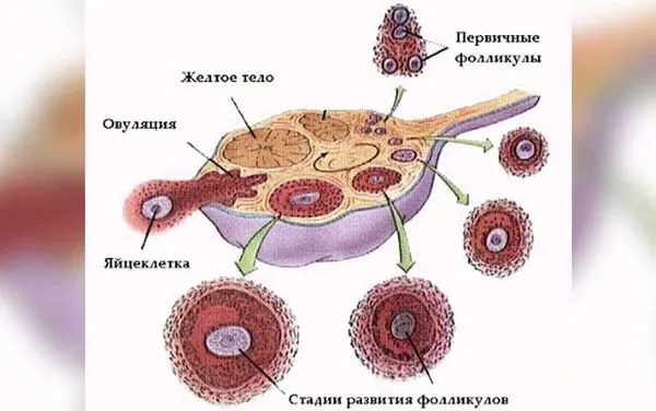 жіночий організм