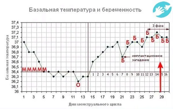 внизу живота