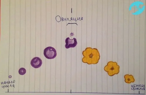 після овуляції
