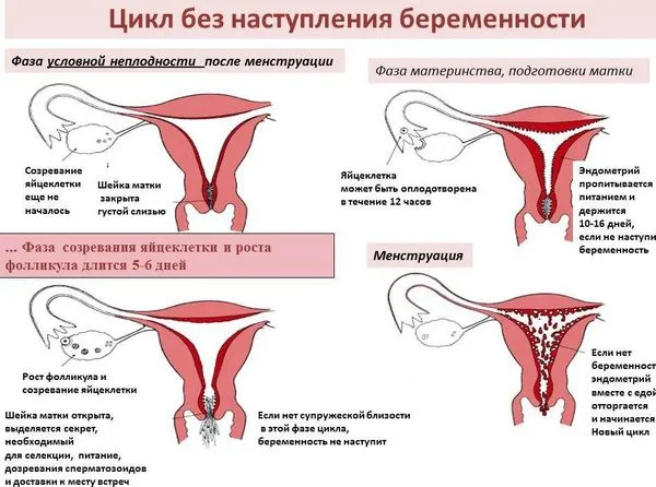 місячних