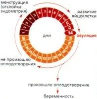 менструального циклу