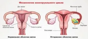 менструальним циклом