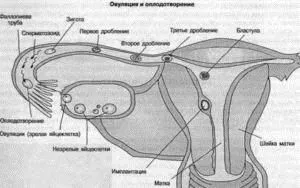 чи можна завагітніти під час овуляції з презервативом