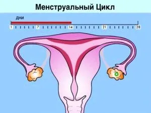 менструальним циклом