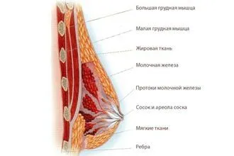 менструальним циклом