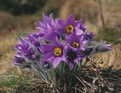 Таблетки викликають місячні (викликати місячні) місячних