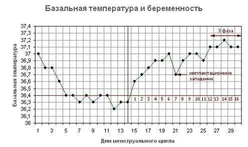 менструації