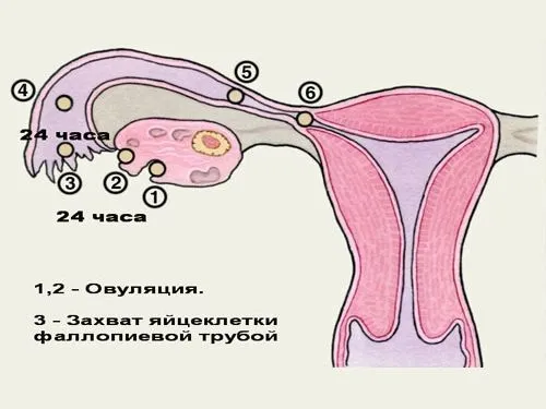 менструація у дівчат