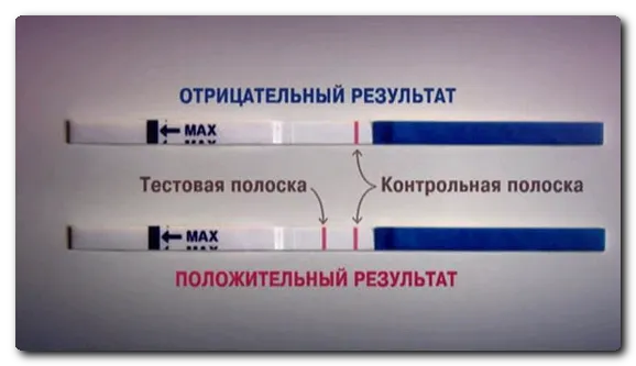 Негативний тест на вагітність після екз (відео) (організмі жінки) організм жінки