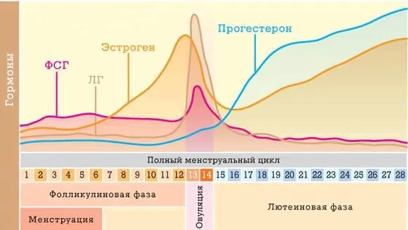 місячних