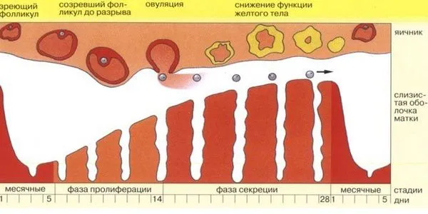 менструальний цикл