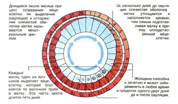 організм жінки