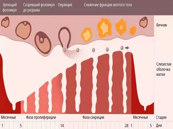 затримка місячних 1 місяць