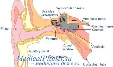 слухови анатомия на органи