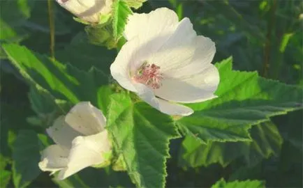 Althea officinalis (nalba, nalba, Prianishnikov, lyapeshnik, pyshechnik)