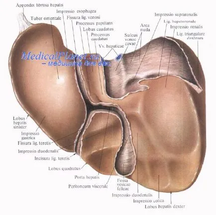 черен дроб анатомия за хирургът
