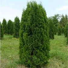 Thuja - plante medicinale - Asia doctor ergashaka