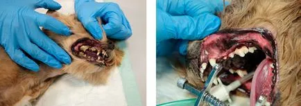 dinți de curățare cu ultrasunete la pisici și câini