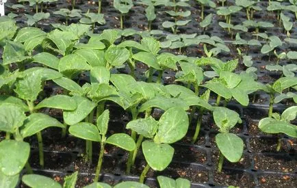 Торове за краставици в оранжерията, отколкото да се оплождат, пепел и наторяване на почвата в собствените си ръце, минерална и