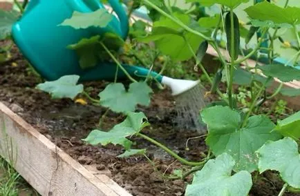Торове за краставици в оранжерията, отколкото да се оплождат, пепел и наторяване на почвата в собствените си ръце, минерална и