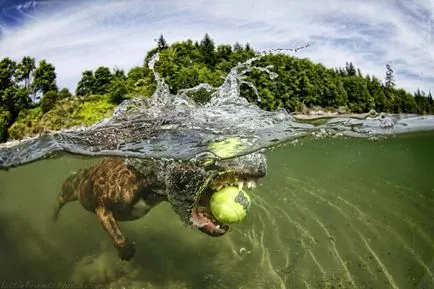 Невероятно подводен куче