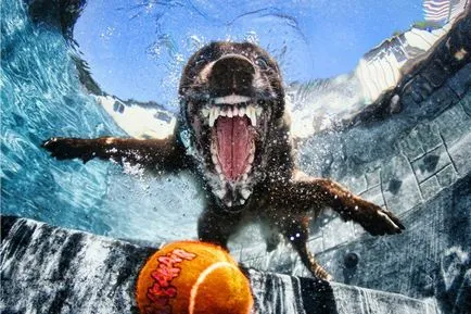 Amazing subacvatice fotografii câine știri