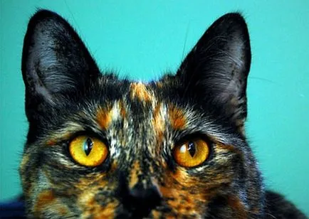 A forró macska fülét, hogy mit jelent, hogy miért, mit kell tenni