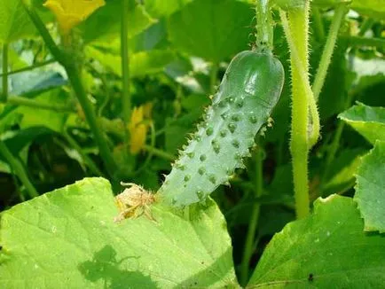 Îngrășăminte pentru castraveți în seră pentru a alege când și cum să fertiliza