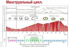 перший по підлозі