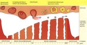 менструальний цикл