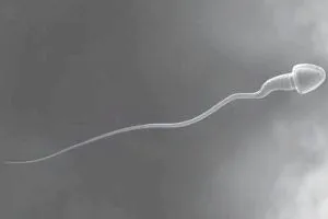 чи можна завагітніти до овуляції