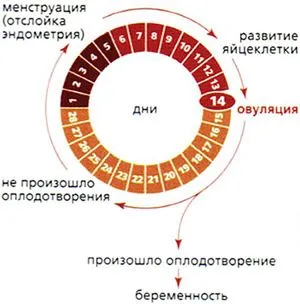 місячних