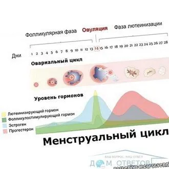 місячних
