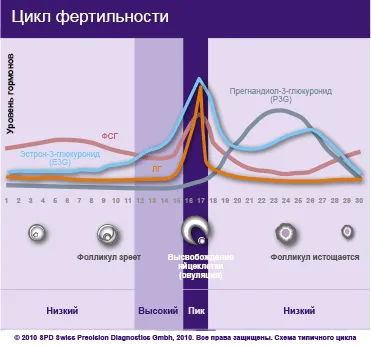 менструальним циклом