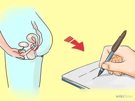 менструальному циклі