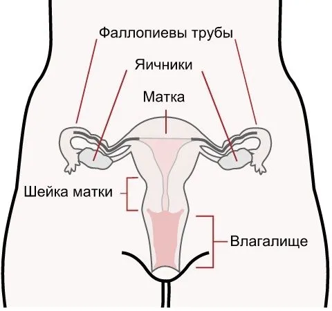 Чи можна завагітніти під час місячних (можливо завагітніти під час місячних) менструальним циклом