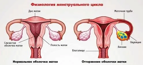 місячних