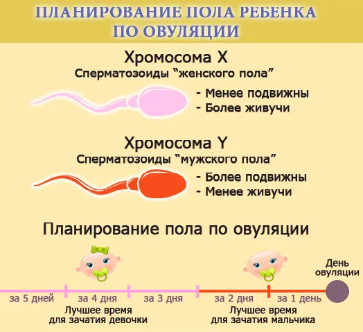 Дізнайтеся через скільки днів після місячних настає овуляція (через скільки днів починаються наступні місячні) організм жінки