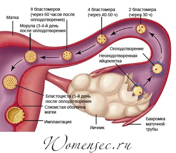 менструальний цикл