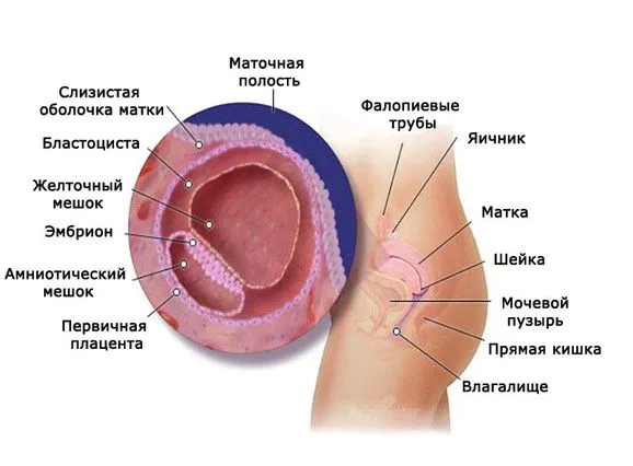 Чому у мене йдуть місячні темного кольору? (місячних) коричневі місячні