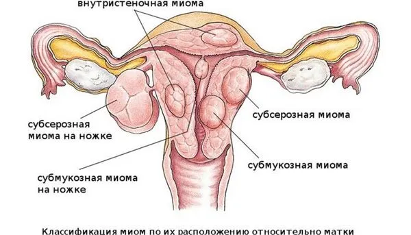 менструальним циклом