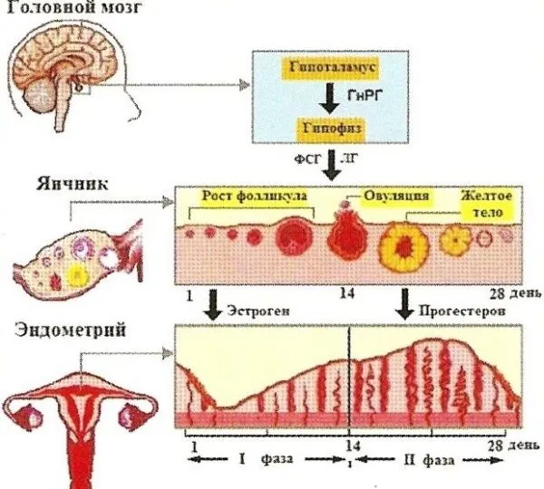 чи можливо завагітніти при відсутності місячних