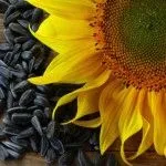 Виділення перед місячними (виділення перед місячними) рясні білі виділення перед місячними