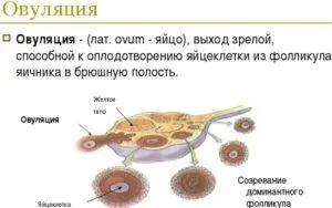 менструальний цикл