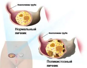 менструальний цикл
