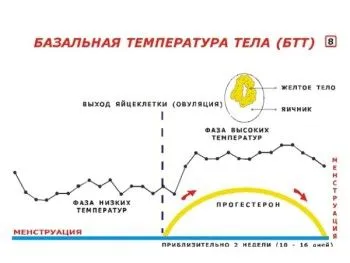 жіночий організм