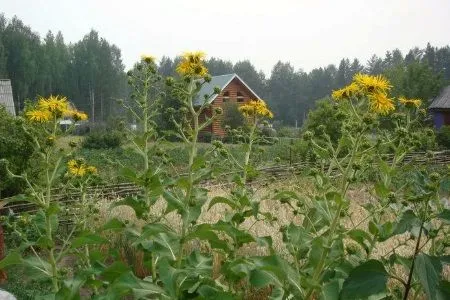 менструальний цикл