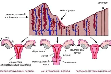 місячні