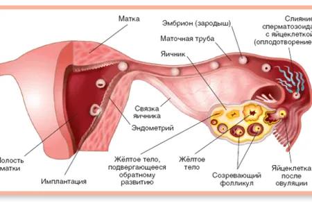 менструальний цикл