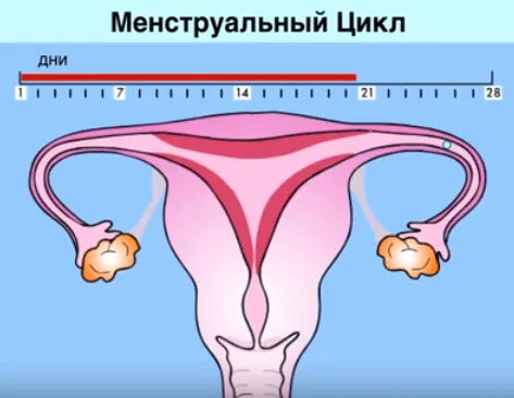 менструальним циклом